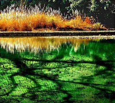 選擇活性炭去除PFAS